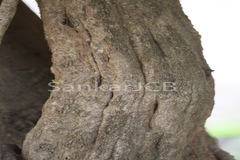 Diploclisia glaucescens